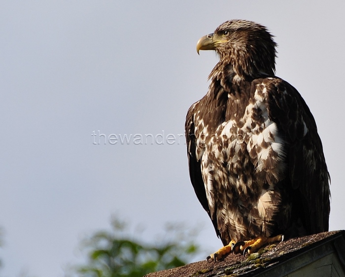eagle